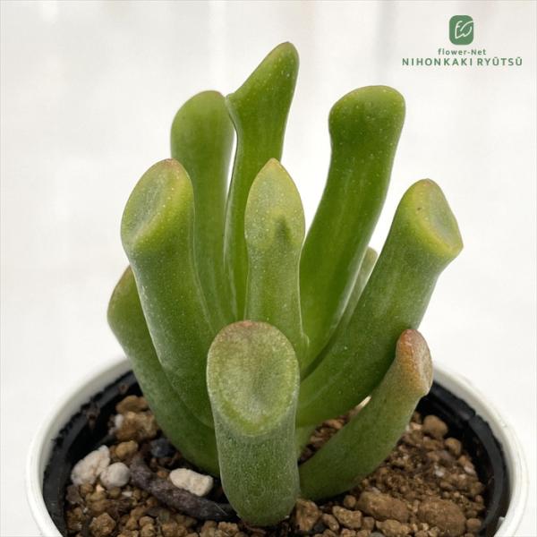 多肉植物 hmクラッスラ ゴーラム 多肉植物 クラッスラ 6cmポット