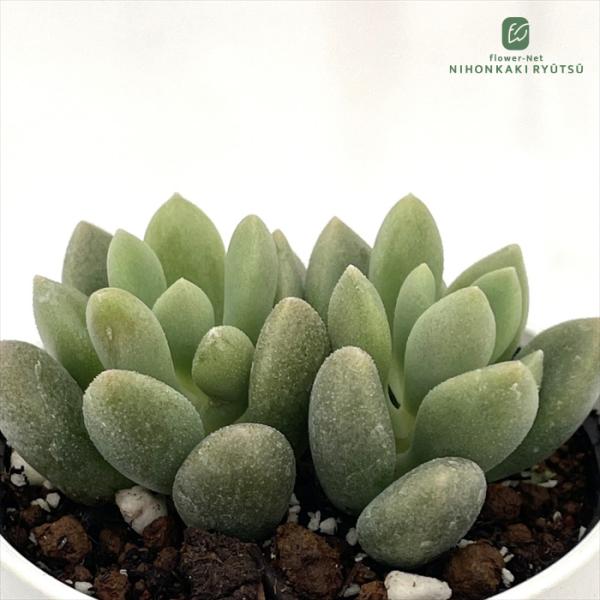 多肉植物 hmグラプトベリア インディアンピンク 多肉植物 エケベリア 6cmポット