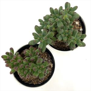 多肉植物 hmセダム ルビーティント多肉植物 ...の詳細画像2