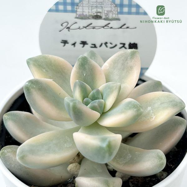 多肉植物 Hitotabaグラプトベリア ティテュバンス錦 多肉植物 ヒトタバさん苗 グラプトベリア...