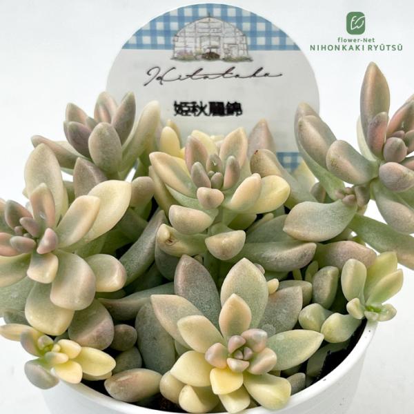 多肉植物 Hitotabaグラプトペタルム 姫秋麗錦 多肉植物 ヒトタバさん苗 グラプトペタルム ヒ...