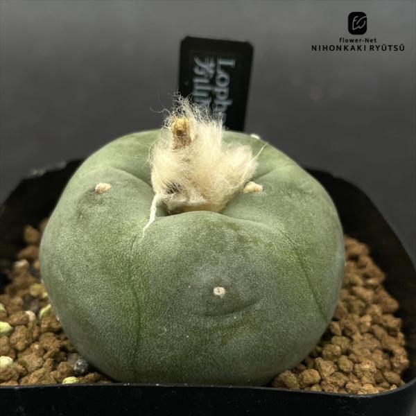 crnサボテン ロフォフォラ ディフューサ 芳山No.1×仲本No.1 実生 翠冠玉 コロンカクタス...