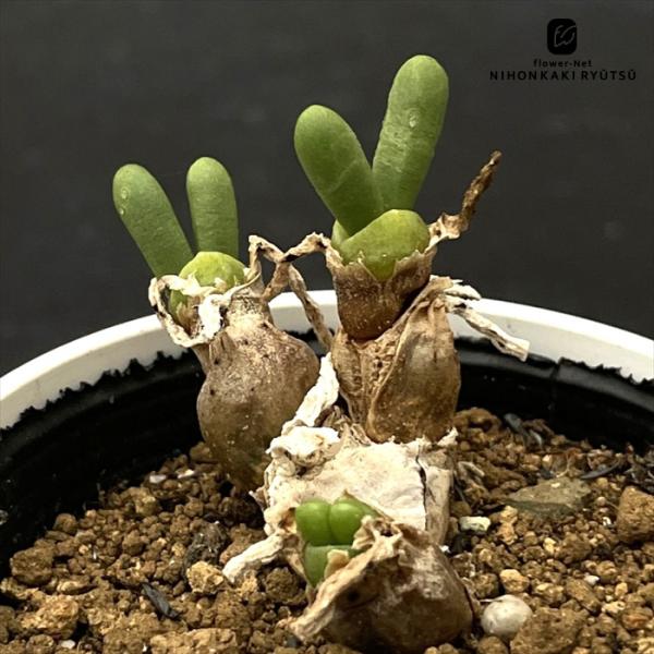 多肉植物 caモニラリア クリソレウカ 多肉植物 コーデックス 6cmポット