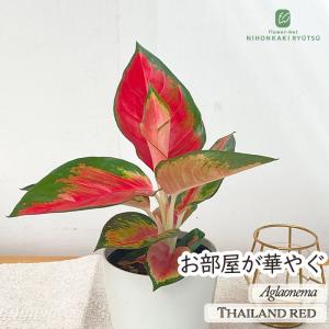 予約販売 観葉植物 アグラオネマ タイランドレッド 4号鉢 観葉植物 小型 小さい 室内 贈り物 プレゼント インテリア おしゃれ hze 4月上旬以降発送