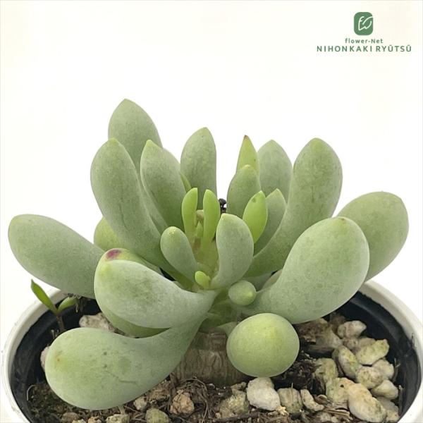 多肉植物 hmオトンナ クラビフォリア 多肉植物 コーデックス 6cmポット