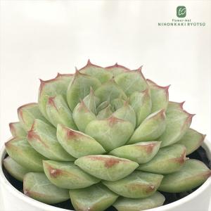 多肉植物 oriエケベリア 青典の司 エケベリア 6cmポット : フラワー