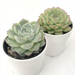 多肉植物 hmエケベリア 桃薫女王 多肉植物 ...の詳細画像1