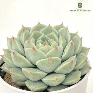多肉植物 hmエケベリア ブルーアイス 多肉植物...の商品画像
