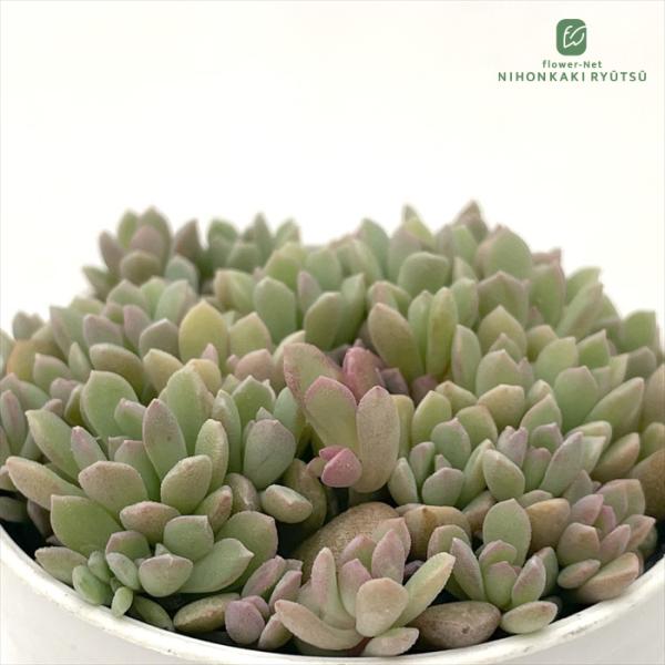 多肉植物 hmセダム ばらまきリンダリンダ 多肉植物 セダム 6cmポット