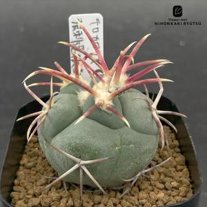 nomサボテン テロカクタス 強刺選抜緋冠竜 実生 ノムラカクタスさん苗 7.5cmポット ヒカンリュウ nomura cactus 仙人掌