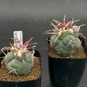nomサボテン テロカクタス 強刺選抜緋冠竜 ...の詳細画像1