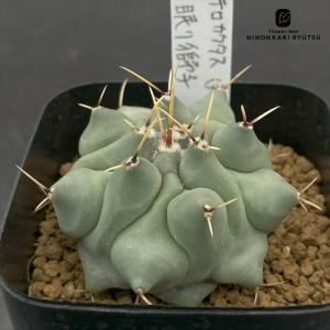 nomサボテン テロカクタス 眠り獅子 実生 ノムラカクタスさん苗 7.5cmポット ネムリシシ nomura cactus 仙人掌