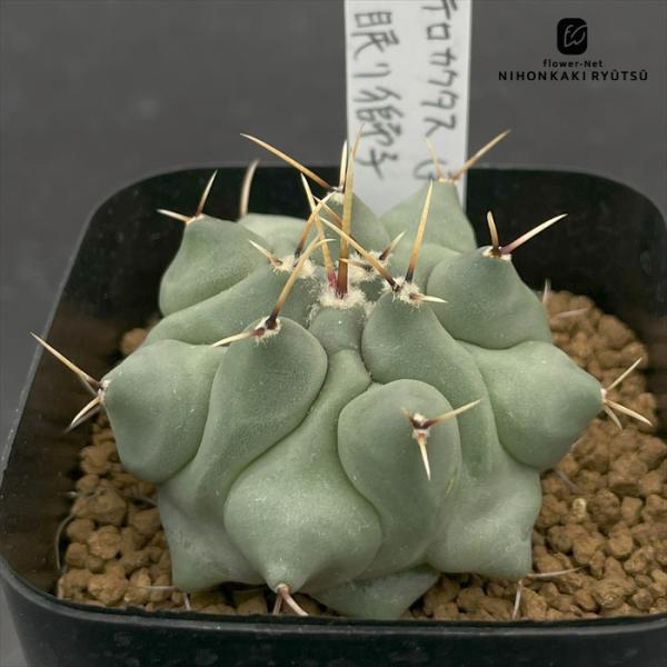 nomサボテン テロカクタス 眠り獅子 実生 ノムラカクタスさん苗 7.5cmポット ネムリシシ n...