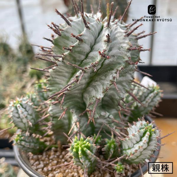 多肉植物 nomユーフォルビア ホリダ I ノムラカクタスさん苗 7.5cm〜9cmポット 胴太ゼブ...