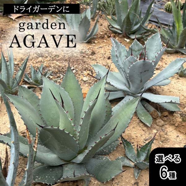 多肉植物 ca 選べるガーデンアガベ 12cmポット 多肉植物 アガベ コーデックス