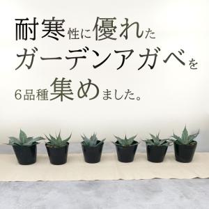 多肉植物 ca 選べるガーデンアガベ 12cm...の詳細画像1