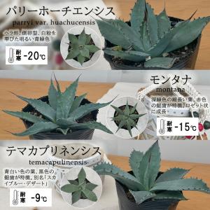 多肉植物 ca 選べるガーデンアガベ 12cm...の詳細画像2