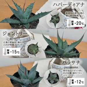 多肉植物 ca 選べるガーデンアガベ 12cm...の詳細画像3