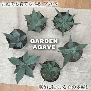 多肉植物 ca 選べるガーデンアガベ 12cm...の詳細画像4