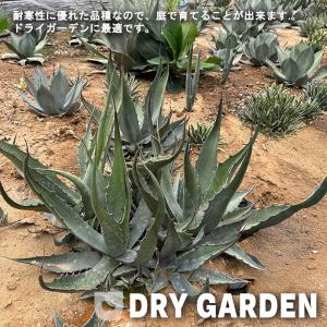 多肉植物 ca 選べるガーデンアガベ 12cm...の詳細画像5