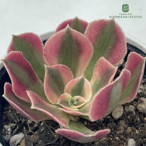 多肉植物 hmアエオニウム ピンクウィッチ 多肉植物 アエオニウム 6cmポット