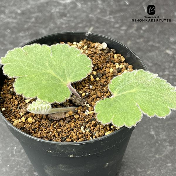 多肉植物 caペラルゴニウム ロバツム 実生 多肉植物 コーデックス 7.5cmポット