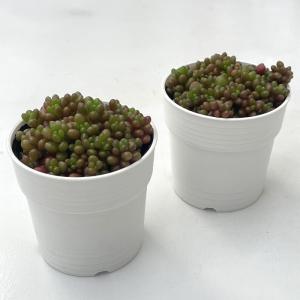多肉植物 hmセダム ばらまきアップルベリー ...の詳細画像1