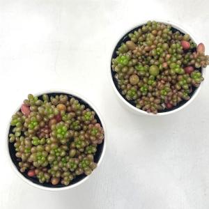 多肉植物 hmセダム ばらまきアップルベリー ...の詳細画像2