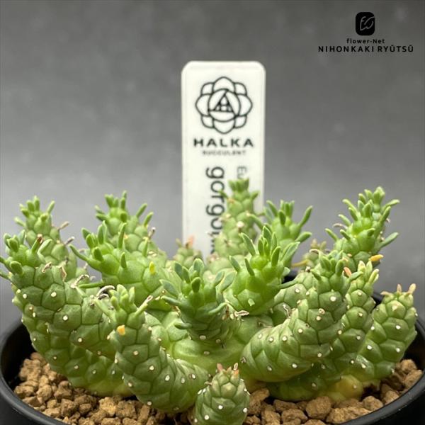 多肉植物 halkユーフォルビア ゴルゴニス 実生 多肉植物 HALKA SUCCULENT ハルカ...