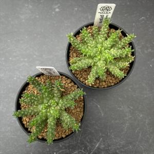 多肉植物 halkユーフォルビア ゴルゴニス ...の詳細画像2