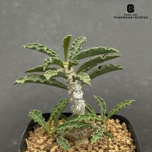 多肉植物 caユーフォルビア カプサインテマリエ...の商品画像
