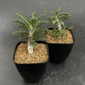 多肉植物 caユーフォルビア カプサインテマリ...の詳細画像1