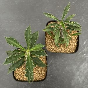 多肉植物 caユーフォルビア カプサインテマリ...の詳細画像2