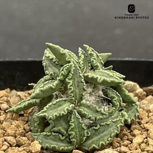 サボテン：アリオカルプス カリフラワー花牡丹*幅16cm 現品！一品