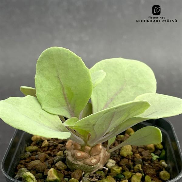 多肉植物 caオトンナ ヘレー 多肉植物 ヘレー コーデックス 9cmポット