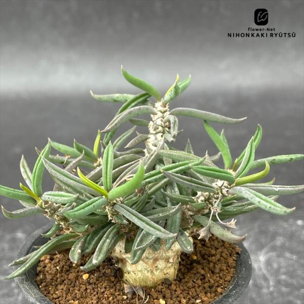 多肉植物 caユーフォルビア キリンドリフォリア トゥビフェラ 実生 多肉植物 ユーフォルビア コー...