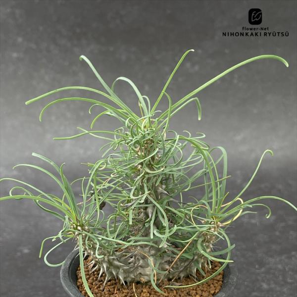 多肉植物 caユーフォルビア ゴッドレベイ 実生 多肉植物 ユーフォルビア コーデックス 7.5cm...