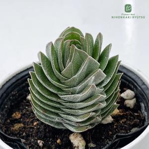 多肉植物 hmクラッスラ キムナッキー 多肉植物 クラッスラ 6cmポット