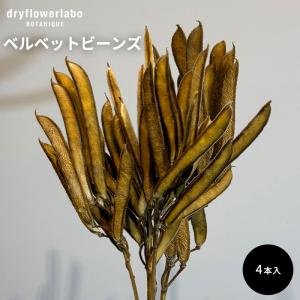 ドライフラワー ベルベットビーンズ 4本入り インテリア 飾り ディスプレイ アンティーク おしゃれ 可愛い アレンジ スワッグ ブーケ ドライフラワーラボ dfl