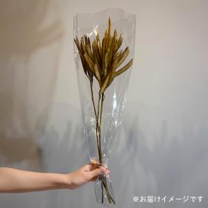 ドライフラワー ベルベットビーンズ 4本入り ...の詳細画像3