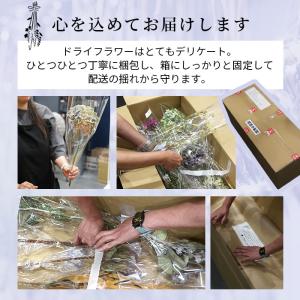 ドライフラワー ベルベットビーンズ 4本入り ...の詳細画像5
