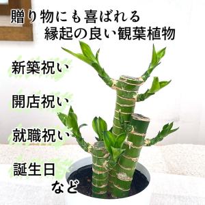 観葉植物 cot ドラセナ ミリオンバンブー ...の詳細画像1