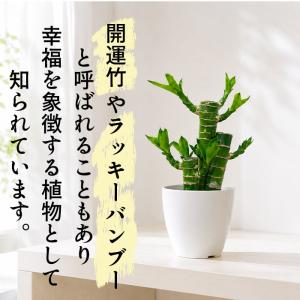 観葉植物 cot ドラセナ ミリオンバンブー ...の詳細画像2