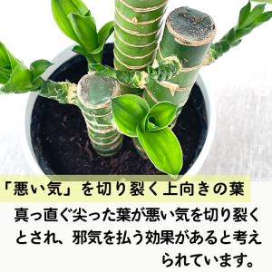 観葉植物 cot ドラセナ ミリオンバンブー ...の詳細画像3
