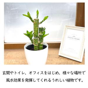 観葉植物 cot ドラセナ ミリオンバンブー ...の詳細画像4