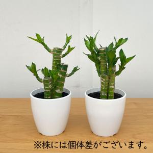 観葉植物 cot ドラセナ ミリオンバンブー ...の詳細画像5