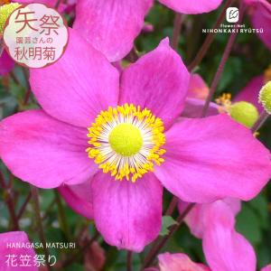 予約販売 シュウメイギク 苗 花笠祭り 9〜10.5cmポット 矢祭園芸さん オリジナル品種 矮性種 秋明菊 ガーデニング 花苗 宿根草 yts 10月中旬以降発送
