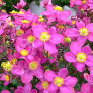 予約販売 シュウメイギク 苗 花笠祭り 9〜1...の詳細画像1