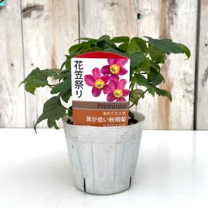 予約販売 シュウメイギク 苗 花笠祭り 9〜1...の詳細画像2