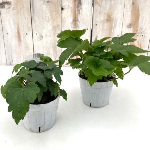 予約販売 シュウメイギク 苗 花笠祭り 9〜1...の詳細画像3